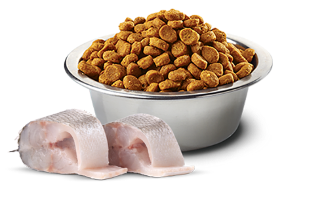 FARMINA N&D Quinoa - Dog White Coat Seabass -Grain Free 4.4lb