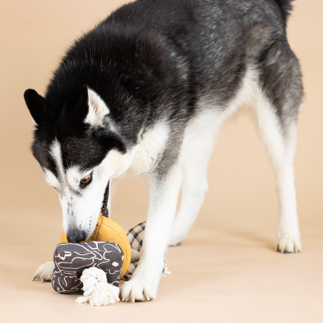 Roped in Canvas Squeaker 3 In 1 Dog Toy