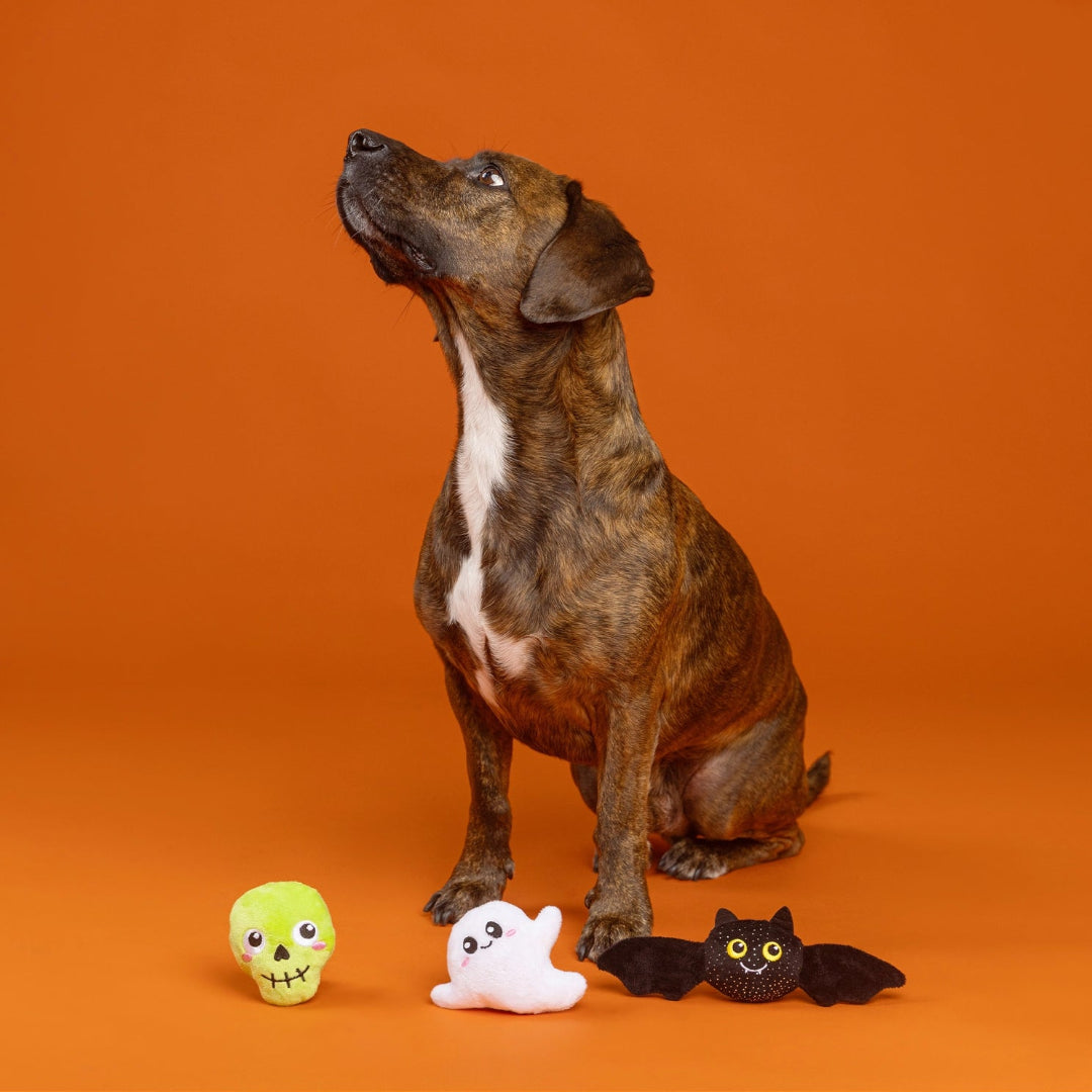 Boo Yah 3 Piece Dog Toy Set