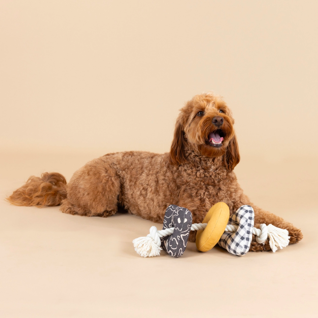 Roped in Canvas Squeaker 3 In 1 Dog Toy