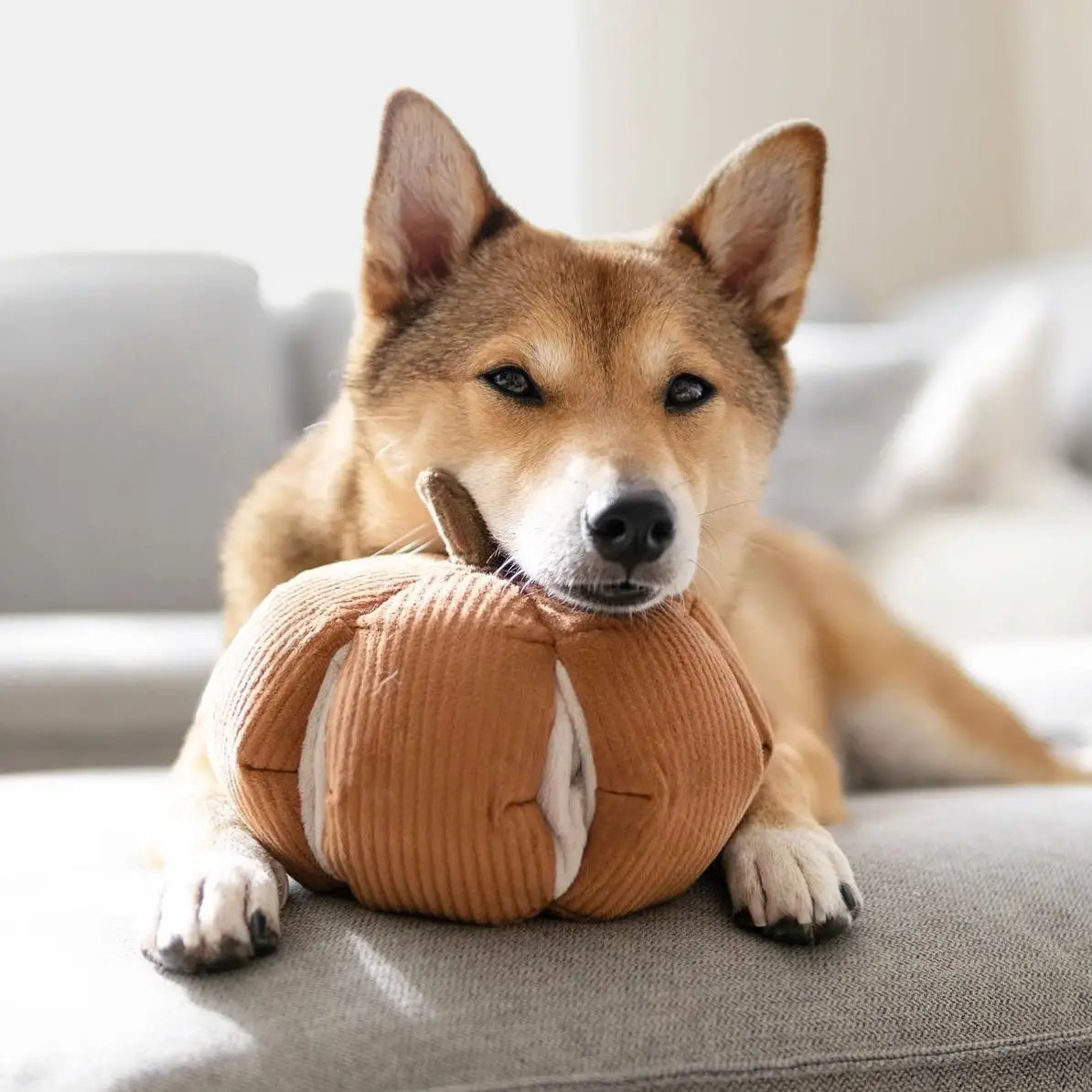 Cinderella//Enrichment Dog Toy