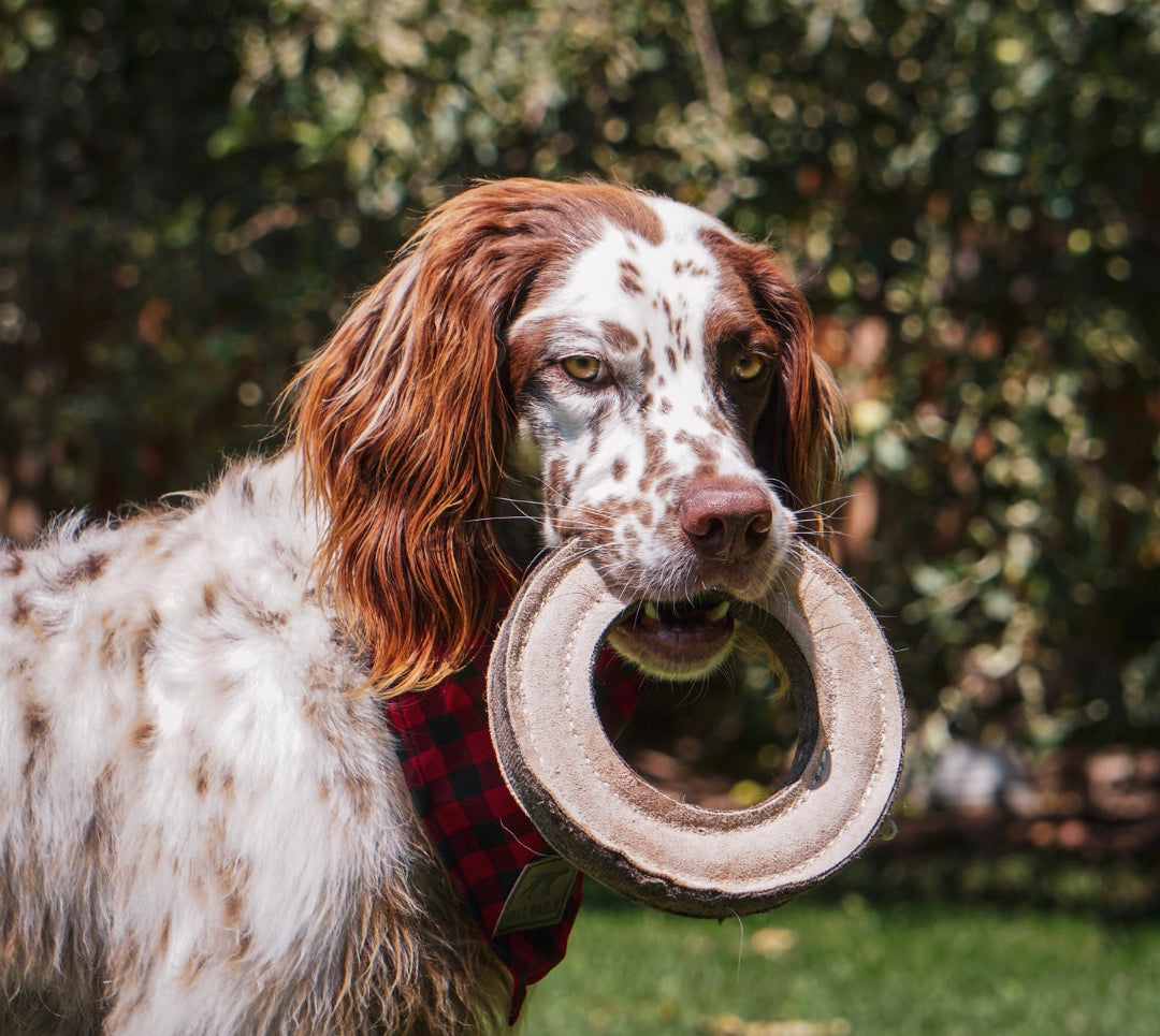 Tall Tails Natural Leather & Wool Ring Toy - 7"