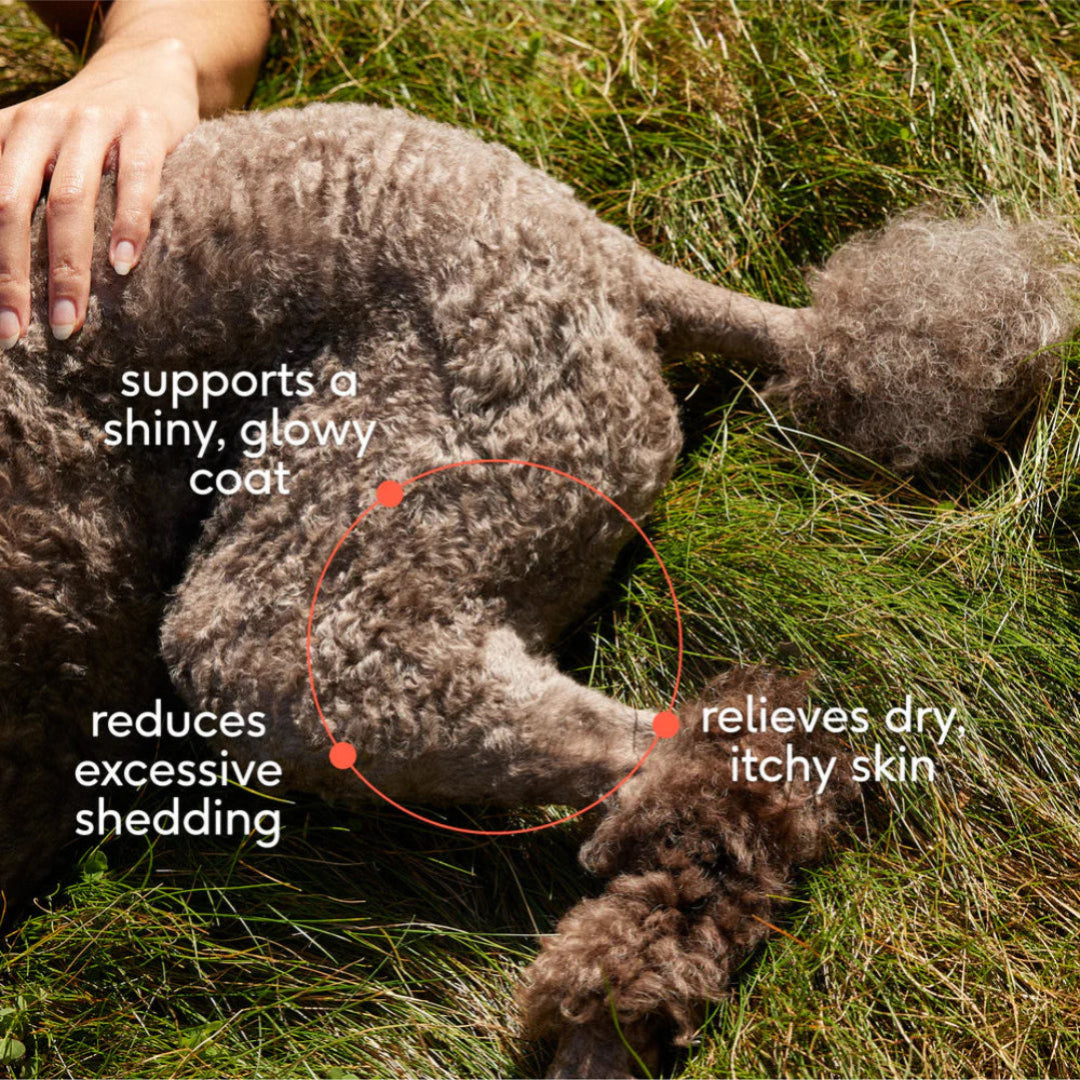 Native Pet - Omega Fish Oil - Skin & Coat Health 8oz