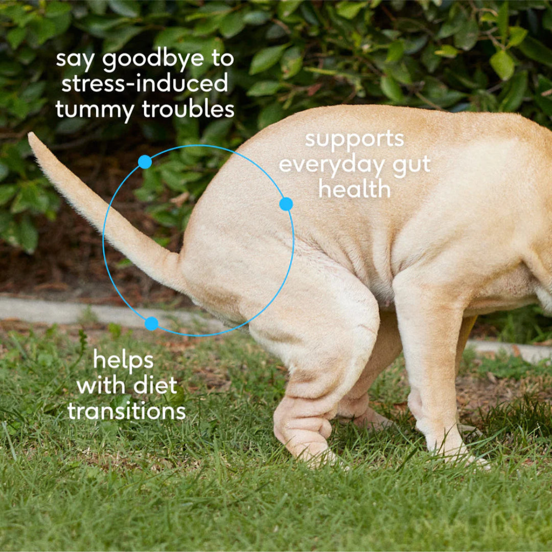 Native Pet - Probiotic / Prebiotic Powder - Digestive Support 4.1oz