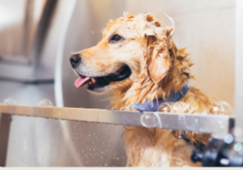 UNLIMITED WASH SUBSCRIPTION