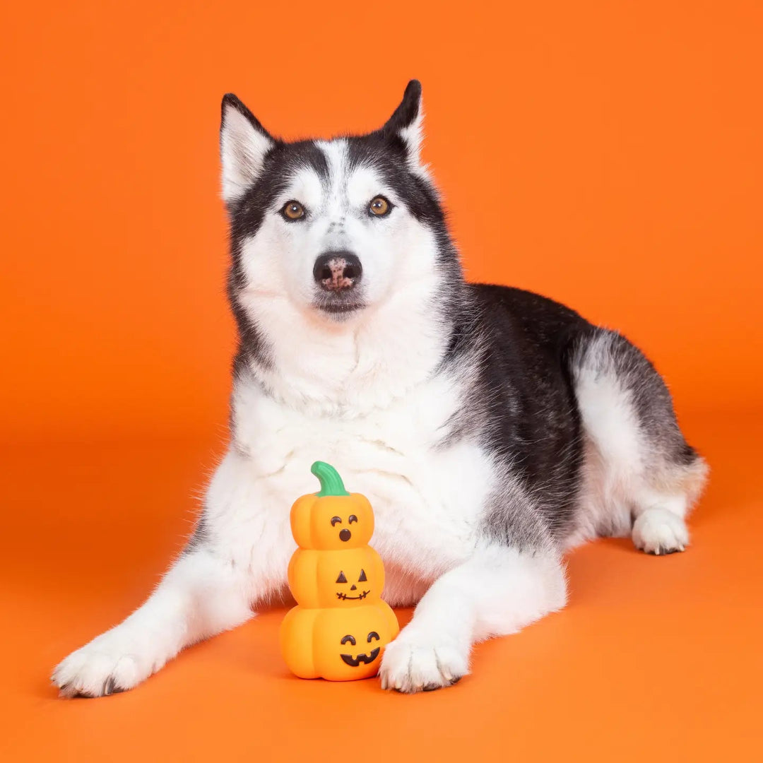 Go Big or Gourd Home Natural Rubber Dog Toy