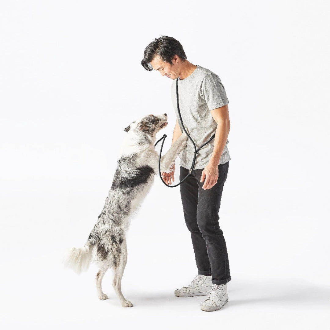 Magic Link Hands Free Dog Leash with Slip On Collar
