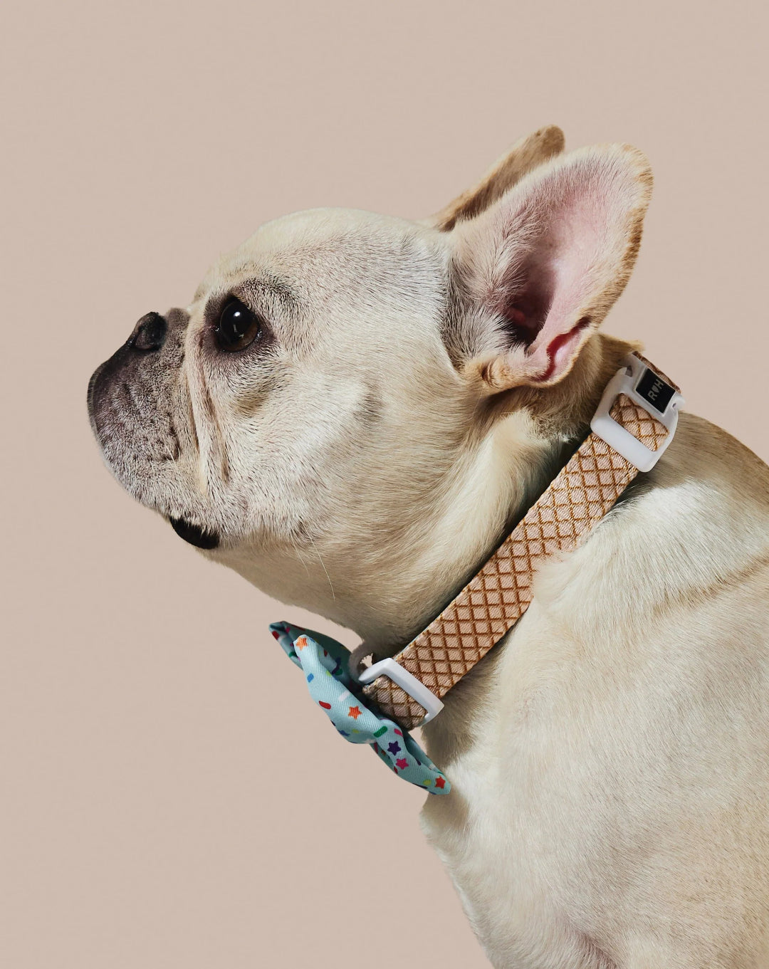 Ruffhaus Sprinkle Me Blue Dog Collar and Bowtie