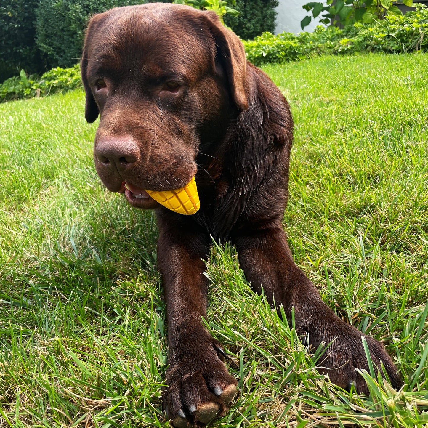 Mango Chew Toy