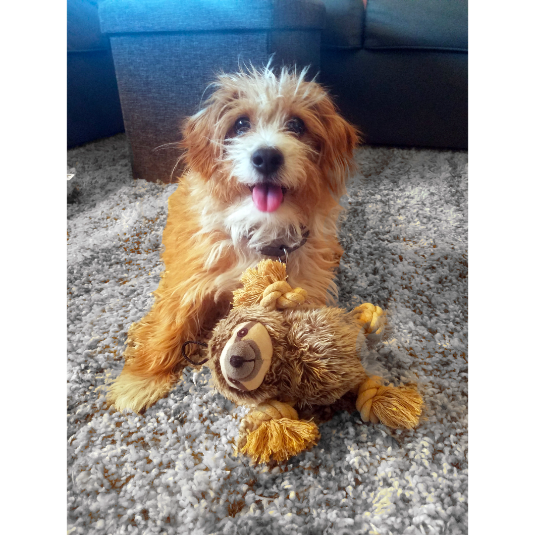 Sloth Plush Rope Toy