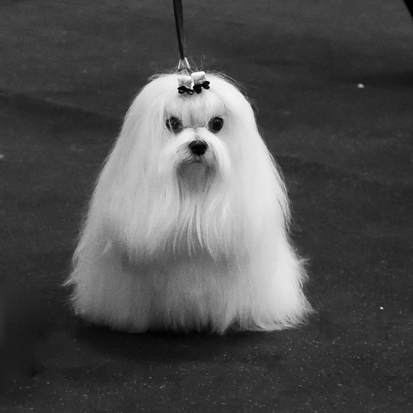 De-shedding Treatment