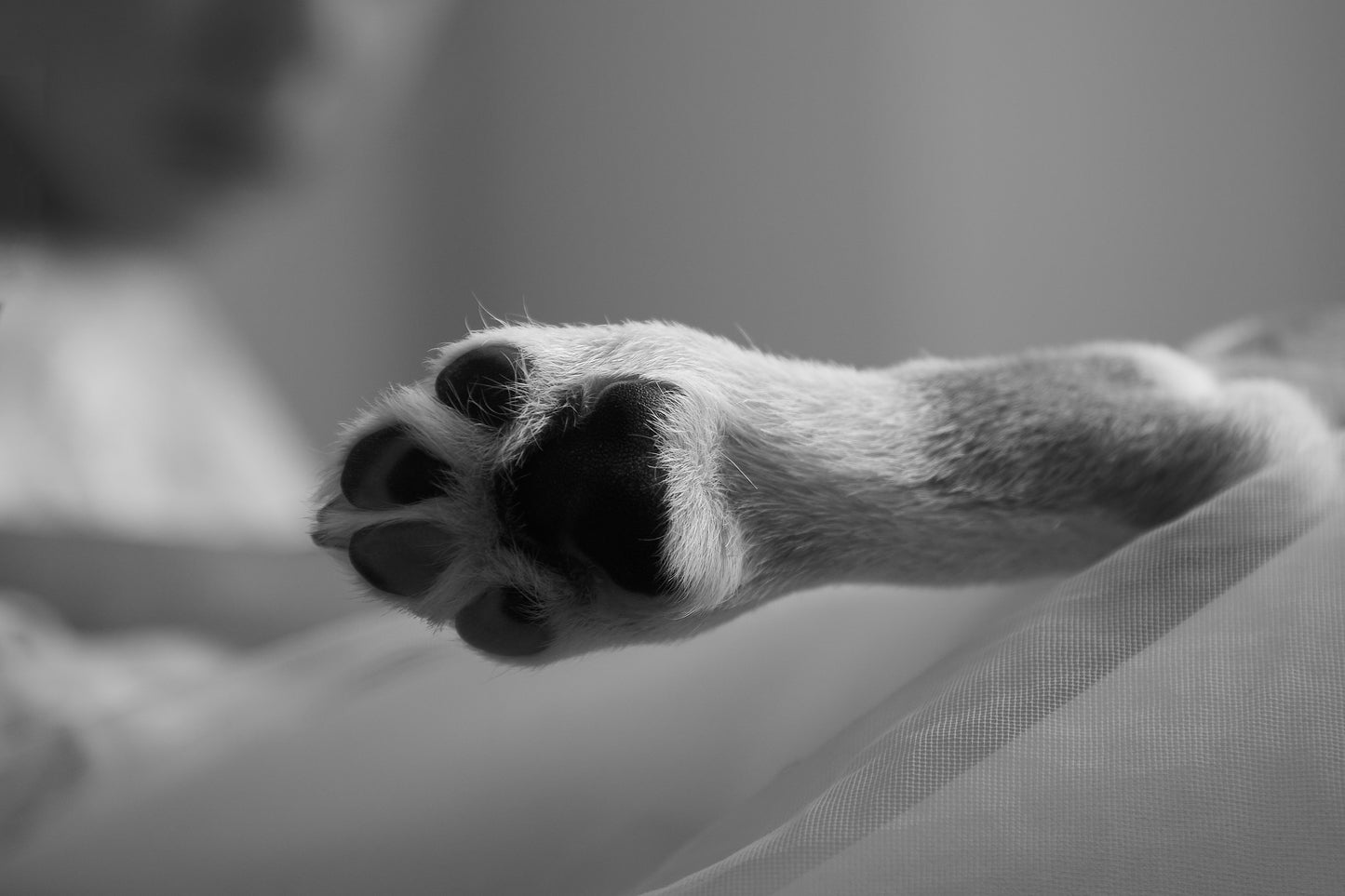 Nail Grinding (Add-On Service Only)