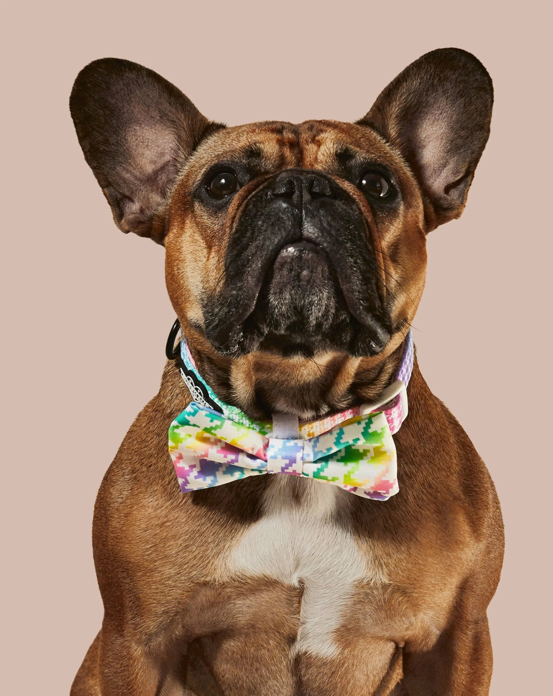 Ruffhaus Rainbow Dog Collar and Bowtie