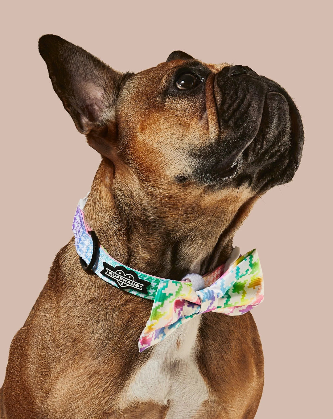 Ruffhaus Rainbow Dog Collar and Bowtie