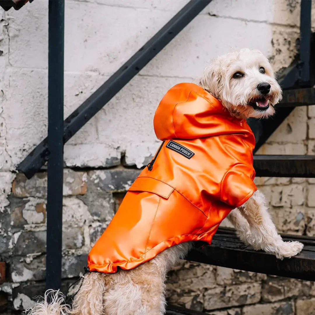 Cold Front Raincoat- Dog Raincoat