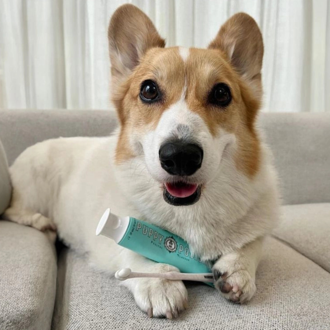 Puppy Polish Toothpaste - Filet Mignon (Beef)