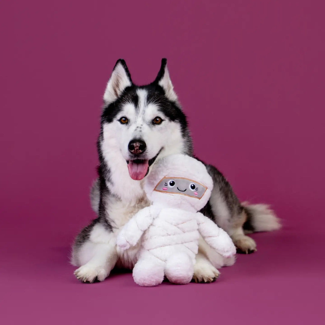 Wrap Star Plush Dog Toy