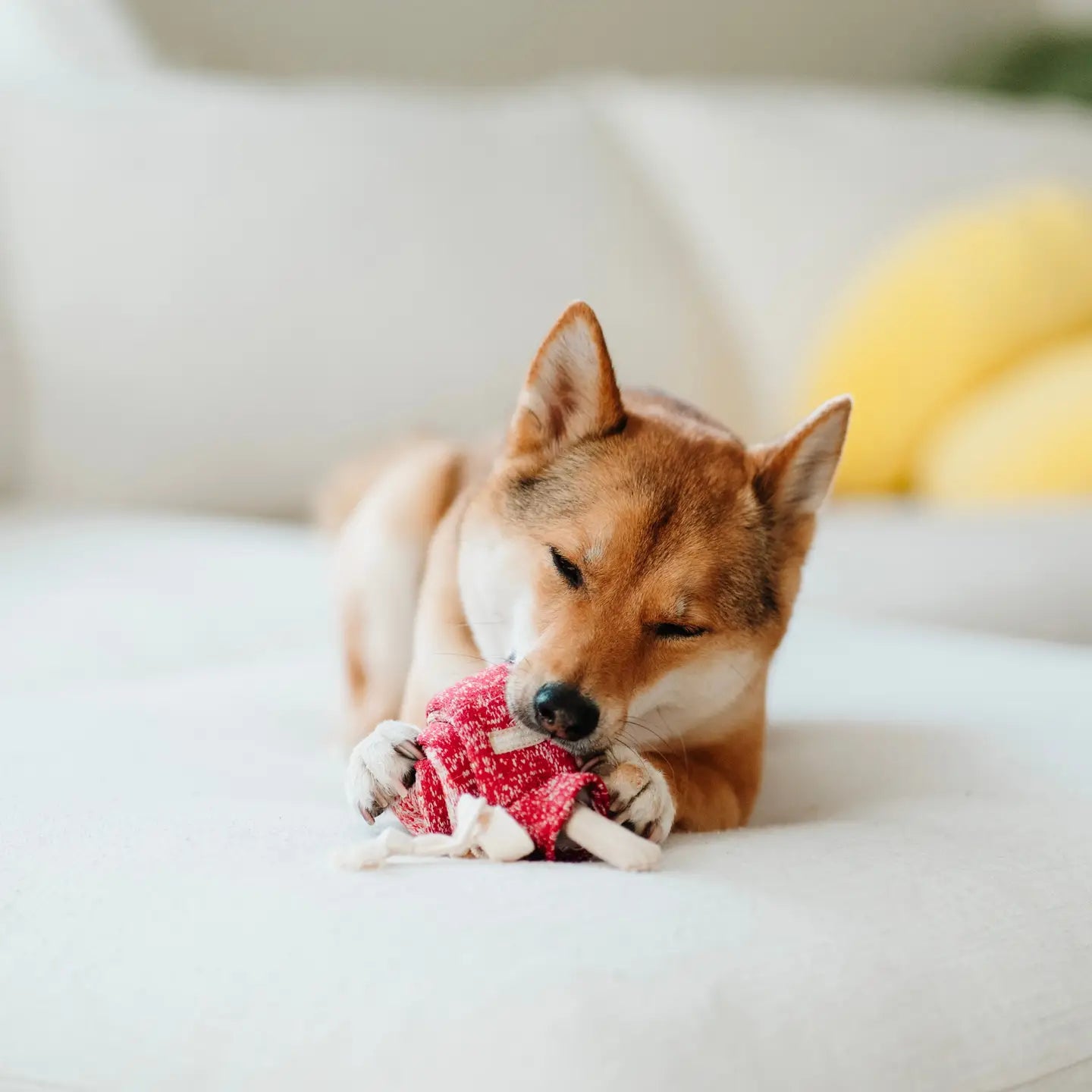 Lollipop Snuffle