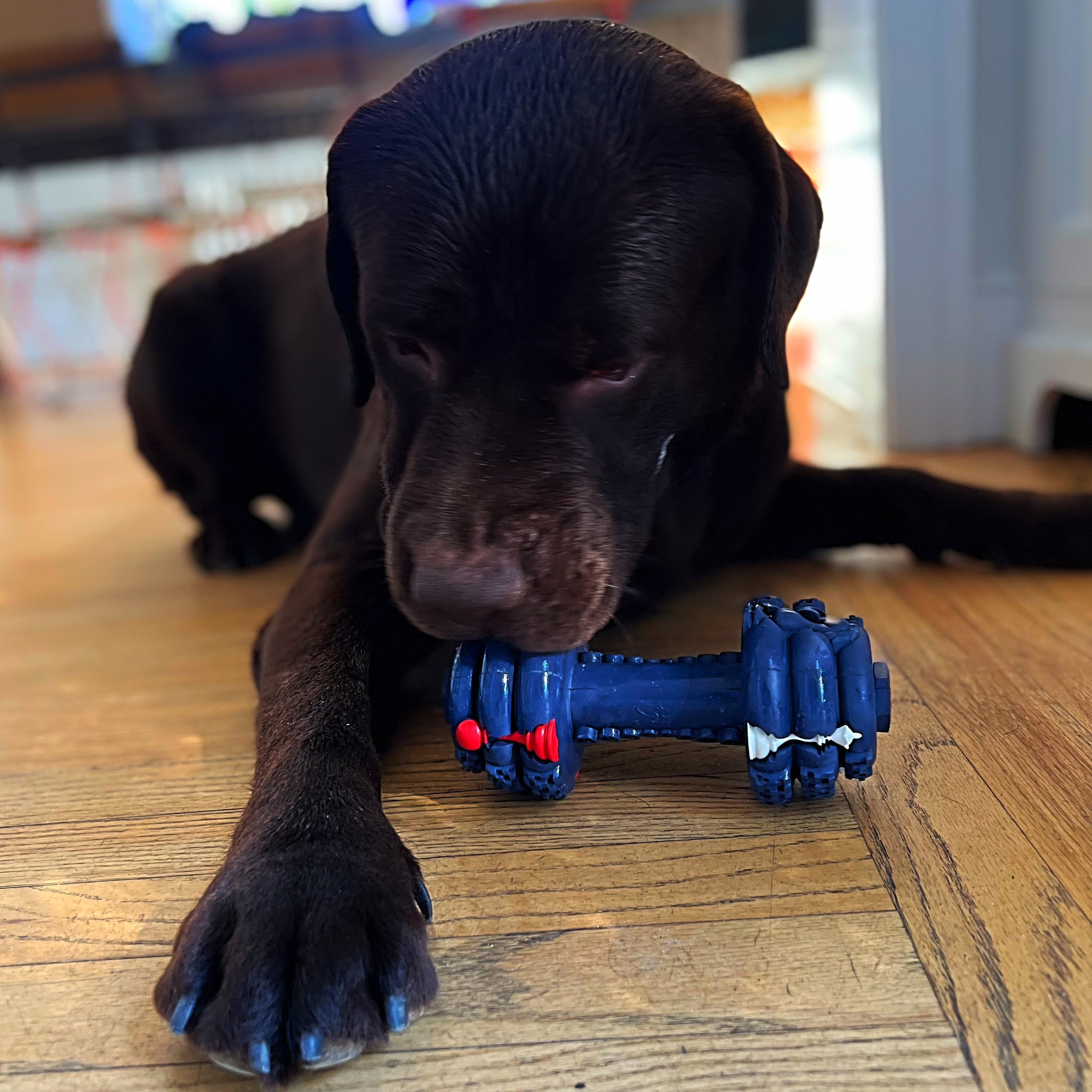 Dog Chew Toys | Treat Dispensing Dog Toys - Dumbbell